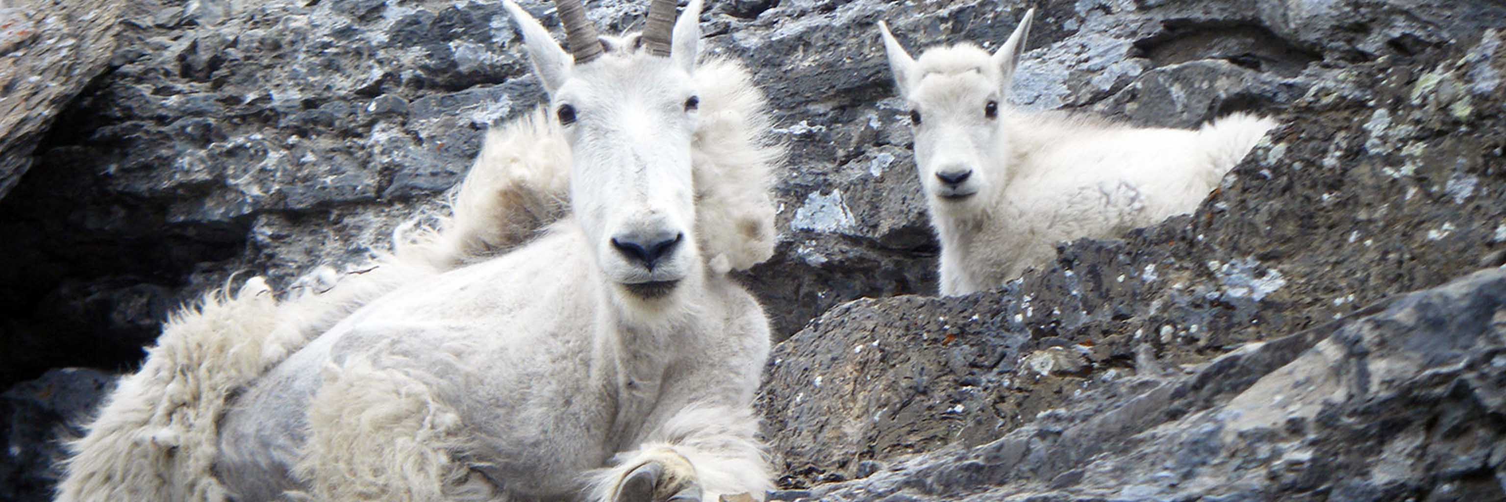 a pack of goats sitting in a mountain ridge